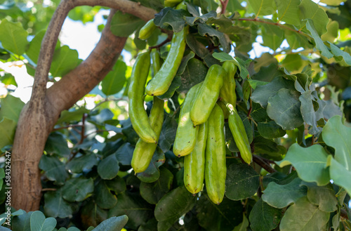 Carob tree , fresh green carob berries carob healthy food, Ceratonia siliqua (carob)