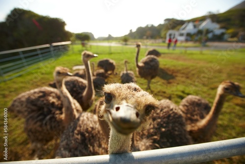 Kapstadt, Südafrika, Straussenfarm