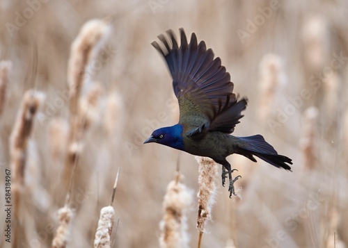 Closeup shot of a common grackle bird flying over a rural field