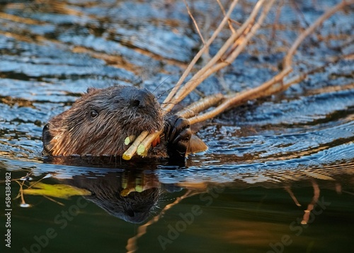 Eurasian beaver swimming with small branches in its mouth with blur background