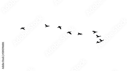 png flock of birds flying in sky isolated clear background