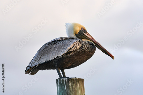 A pelican standing on a post.
