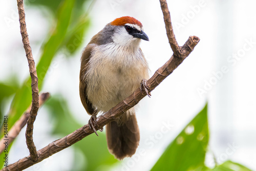 The chestnut-capped babbler (Timalia pileata) is a passerine bird of the family Timaliidae