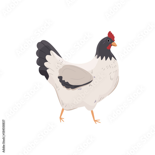 Czarno-biała kura. Kurczak - widok z boku. Ilustracja wektorowa.