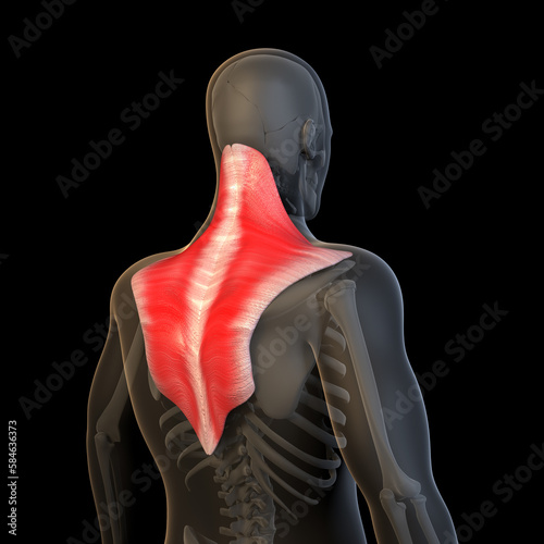 3D Illustration of the Human Trapezius Muscles