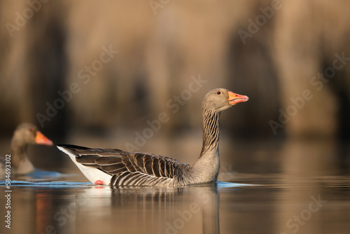 Swimming greylag goose with wonderful background