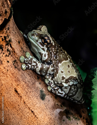 Amazon milk frog also known as Mission golden-eyed tree frog. Latin name - Trachycephalus resinifictrix