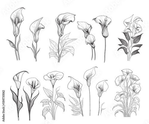 Set of calla lilies hand drawn sketch in doodle style illustration