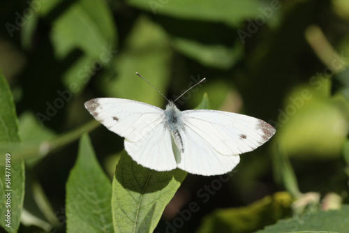 Piéride de la rave (Pieris rapae)