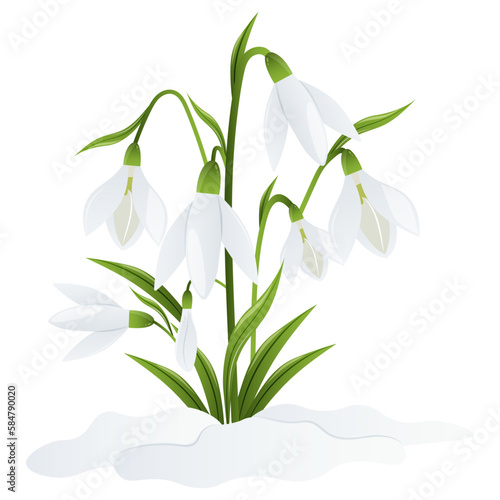 Spring white flowers of snowdrops on green stems are punched out of the snow. Snowdrops or Galanthus nivalis in snow on a white background. Spring vector illustration. Vector background with flower