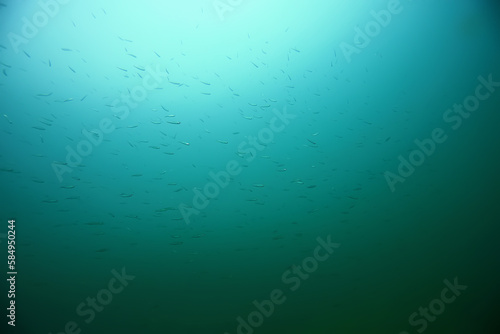flock of anchovy small fish in cold water underwater background