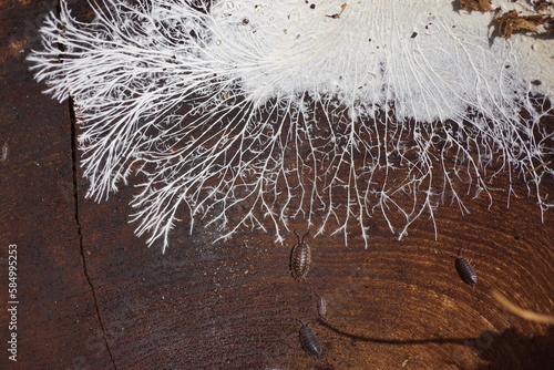 Fungal mycelium on surface of an old wooden salad bowl, lying outside. It consists of a mass of white, branching, thread-like hyphae. Woodlice. Dutch garden. March.
