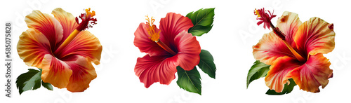 Set of hibiscus flowers isolated on a transparent background.