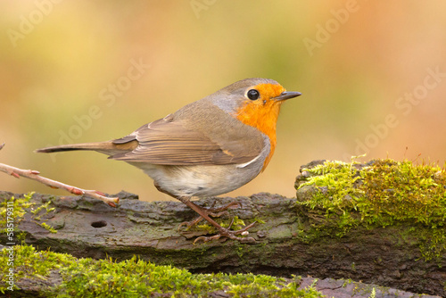 Rudzik, rudzik zwyczajny, raszka (Erithacus rubecula)