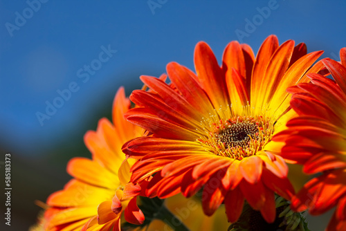 Blooming Orange Gerber Daisy Flower on Blue Sky