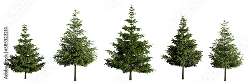 young conifer trees, set of beautiful plants, isolated on transparent background