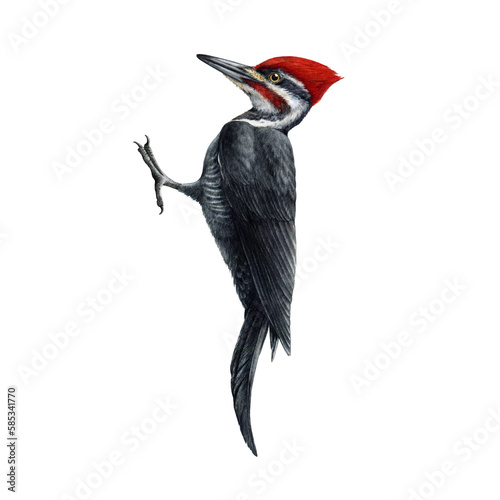 Woodpecker bird watercolor illustration. Hand drawn pileated woodpecker wildlife avian. North America native wild bird with red crest. Pecker beautiful bird close up detailed portrait.