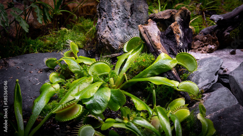 muchołówka amerykańska, rosiczka, Dionaea muscipula