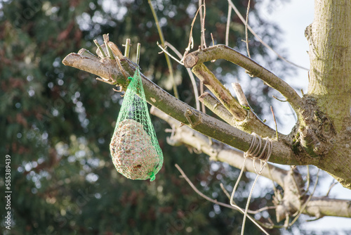 karma dla ptaków zawieszona na drzewie na zimę