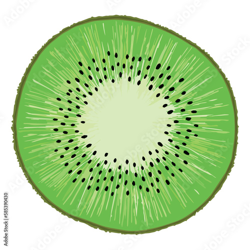 Kiwi - zielony, słodki i soczysty owoc o brązowej skórce. Zielony miąższ kiwi z czarnymi pestkami. Dojrzałe pyszne i orzeźwiające kiwi. Realistyczna ilustracja, rysunek wektorowy