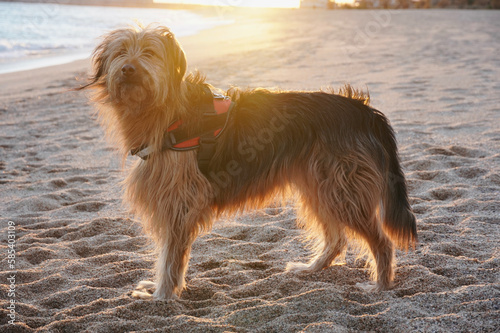 Shepherd dog with beautiful sunlight in background. Dog on the shore of the beach at sunset time. Gos d'Atura. Catalan Shepherd. 