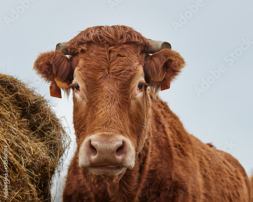 Close up head shot of brown limousin cow