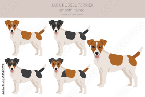 Jack Russel terrier in different poses and coat colors. Smooth coat and broken haired