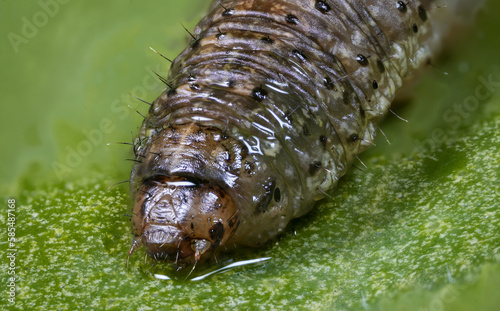 Extreme macro photography of black cutworm (Agrotis ipsilon)