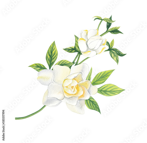 Watercolor sprig of white gardenia flowers