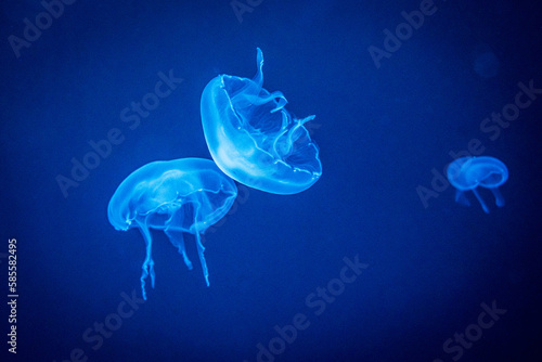 jellyfish in blue aquarium