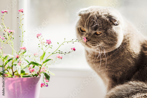 A gray Scottish breed cat sits on a windowsill in the sunlight and sniffs pink flowers. Home comfort and cozy.