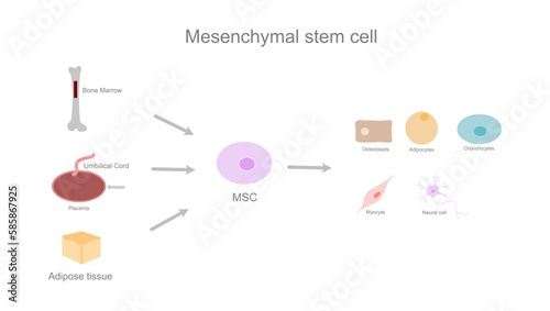 The diagram represent origin (bone marrow, umbilical cord, adipose tissue) and differentiation cell (adipocyte, chondrocyte, osteocyte, myocyte, neural cell) of mesenchymal stem cell (MSC). 