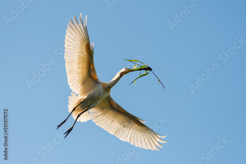 Eurasian spoonbill (Platalea leucorodia) in flight against a blue sky. Spoonbill on its way to its nest with nesting material. Photographed in the Netherlands.