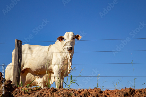 Um boi no pasto cercado com cerca de arame de uma fazenda.