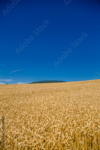 Zboże pszenica