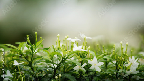Shrub of blooms and buds of gardenia Crape Jasmine on blurred background