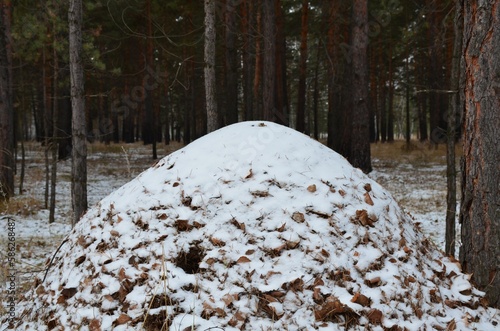 large anthill in the snow in a pine forest in late autumn