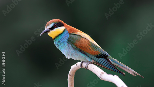  European Bee-eater family on a branch