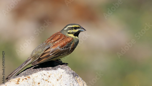 Cirl Bunting on a rock in nature