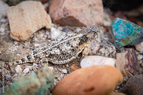 A Regal horned lizzard waiting for prey among a colorful rock garden.