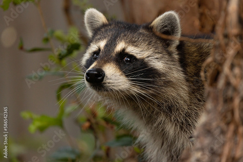 A closeup portrait of a raccoon (Procyon lotor) peeking out from behind a tree