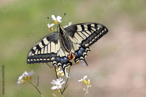 Old World Swallowtail or cammon yellow swallowtail sitting on flower (Papilio machaon)