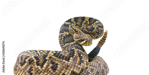 the king of all rattlesnake in the world, Eastern Diamondback rattler - Crotalus Adamanteus - in strike pose facing camera. isolated cutout on white background. 9 rattles and one button