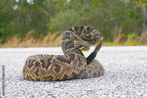 the king of all rattlesnake in the world, Eastern Diamondback rattler - Crotalus Adamanteus - in strike pose facing camera. 9 rattles and one button