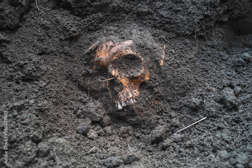 Human skull in the ground