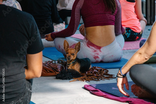 Perro acompañando a mujeres que meditan 