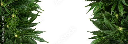 Banner background marijuana plants isolated on transparent