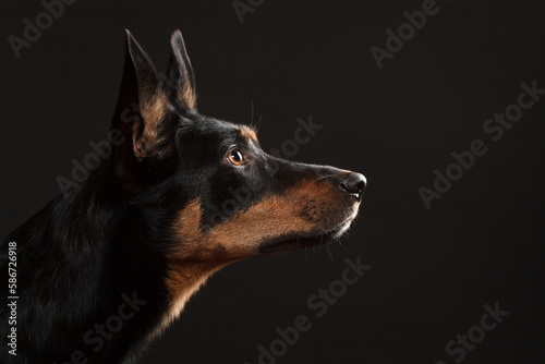 cute australian kelpie dog profile portrait in the studio on a dark background