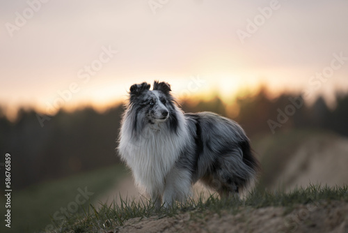 sheltie in the forest