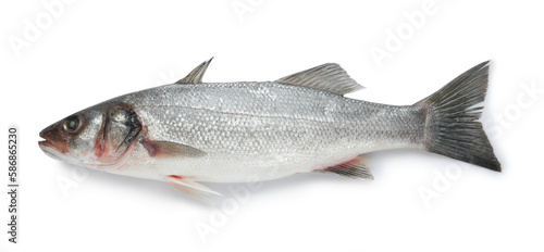 Fresh sea bass fish isolated on white, top view